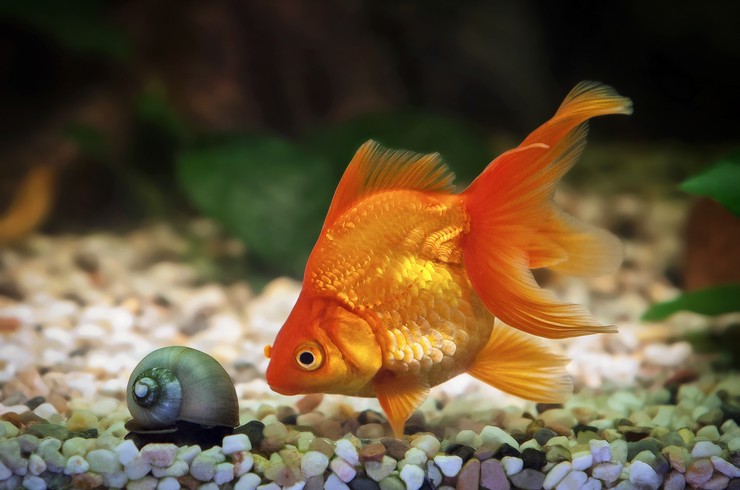 Аквариум для золотой рыбки &ndash; холодноводное царство