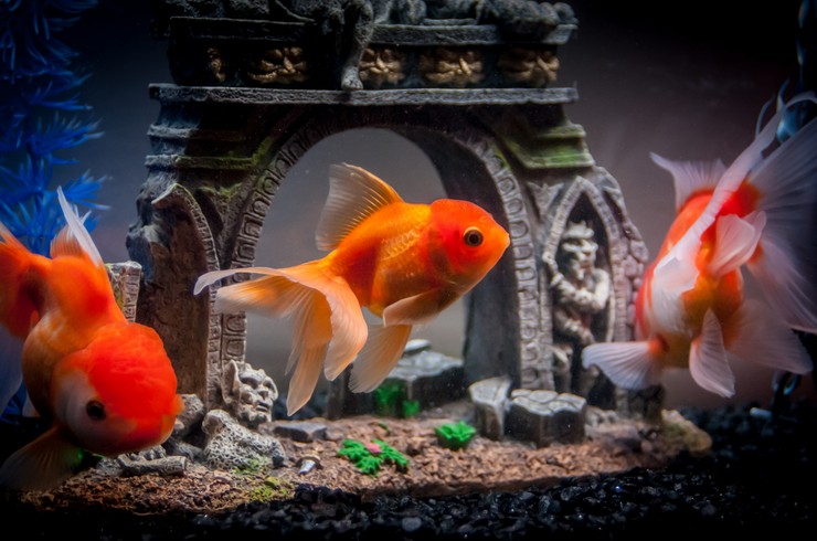 Аквариум для золотой рыбки &ndash; холодноводное царство