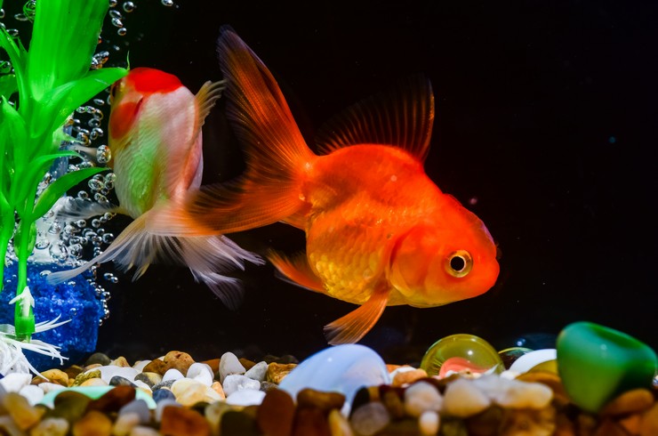 Аквариум для золотой рыбки &ndash; холодноводное царство