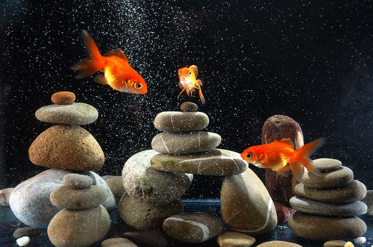 Аквариум для золотой рыбки &ndash; холодноводное царство