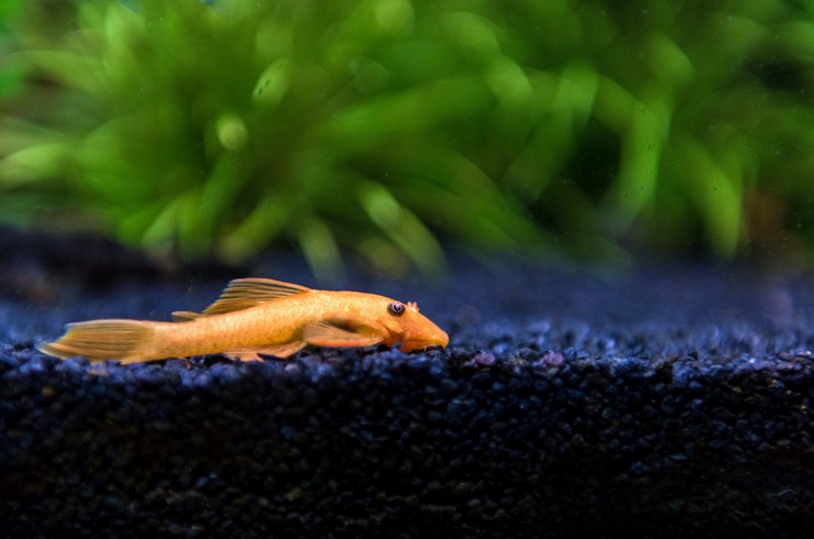 Анциструс красный