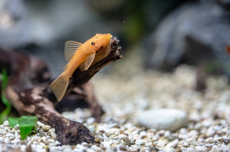 Анциструс красный