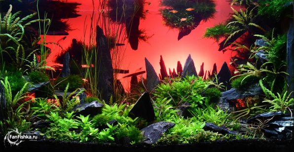 Бликса новогвинейская