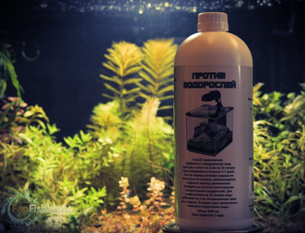 Бликса новогвинейская