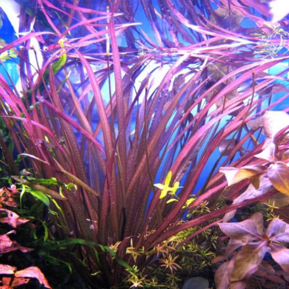 Бликса новогвинейская