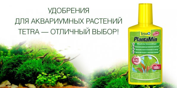 Бликса новогвинейская