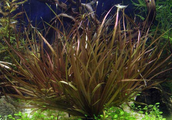 Бликса новогвинейская