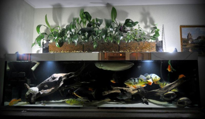 Фитофильтр для аквариума своими руками