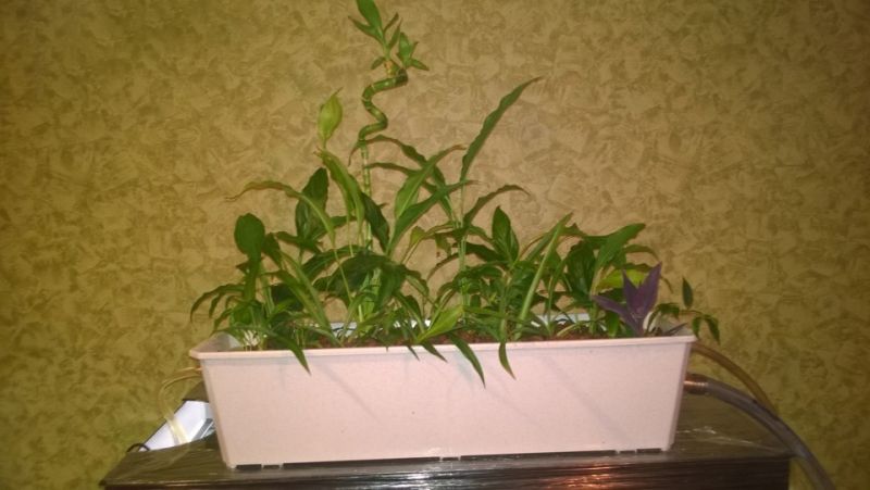 Фитофильтр для аквариума своими руками