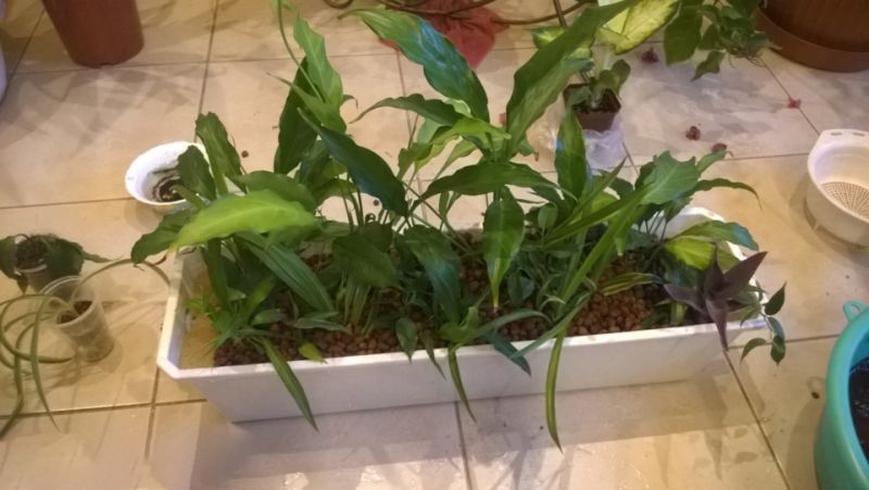 Фитофильтр для аквариума своими руками