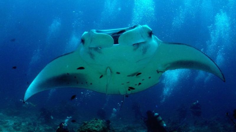 Мальдивы &mdash; сладкая мечта дайверов