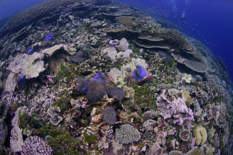 Мальдивы &mdash; сладкая мечта дайверов