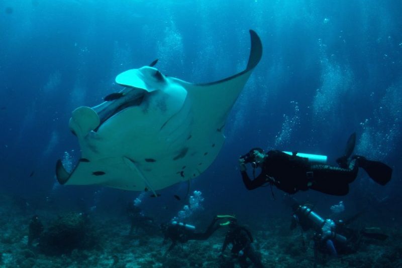 Мальдивы &mdash; сладкая мечта дайверов
