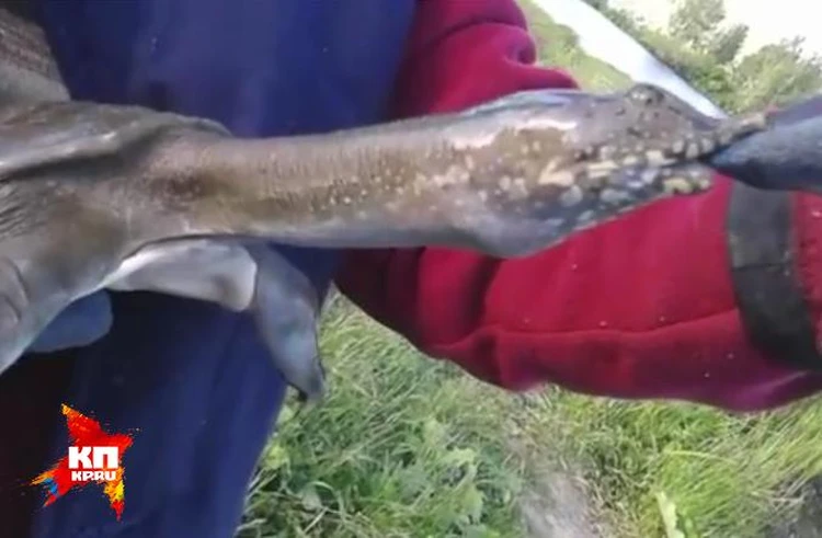 На Урале рыбаки поймали на водохранилище хищную черепаху