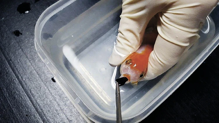 Спасти золотую рыбку