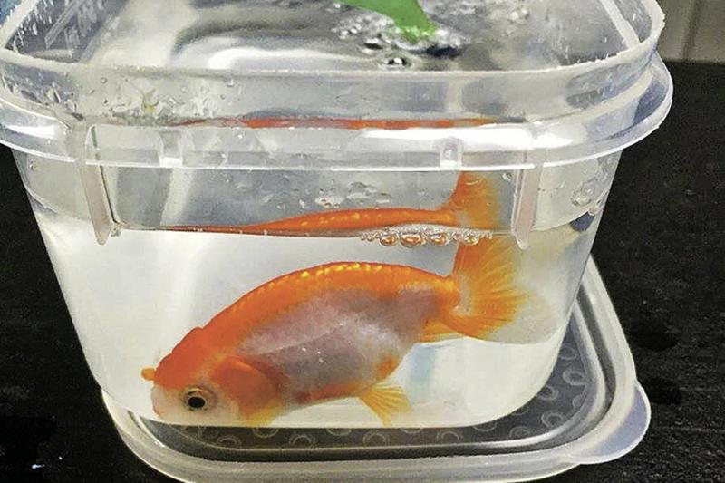 Спасти золотую рыбку